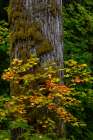 Rocky Mountain maples in autumn forest in Mount Rainier National Park, Washington State, USA Art Print